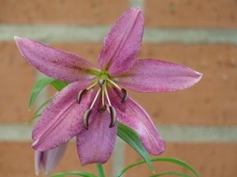 Foto: Dr. Peter Müller